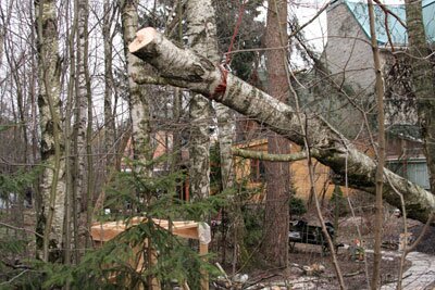 Бережный спуск спиленных ветвей и ствола убережет деревца, стоящие рядом