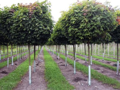 Acer platanoides - Globosum (Клен остролистный Глобозум)